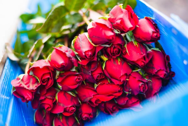 RED ROSES - Image 4