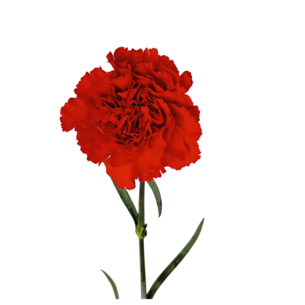 RED CARNATIONS