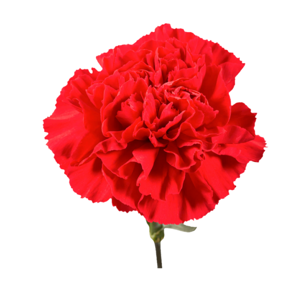 RED CARNATIONS - Image 2