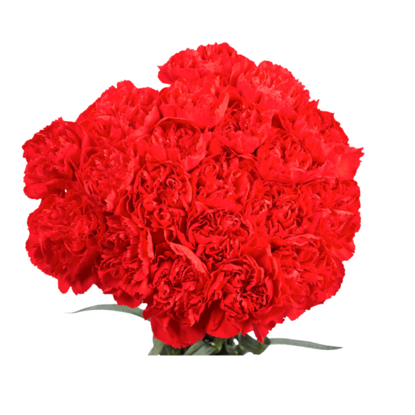 RED CARNATIONS - Image 3