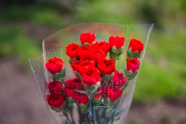 RED CARNATIONS - Image 4