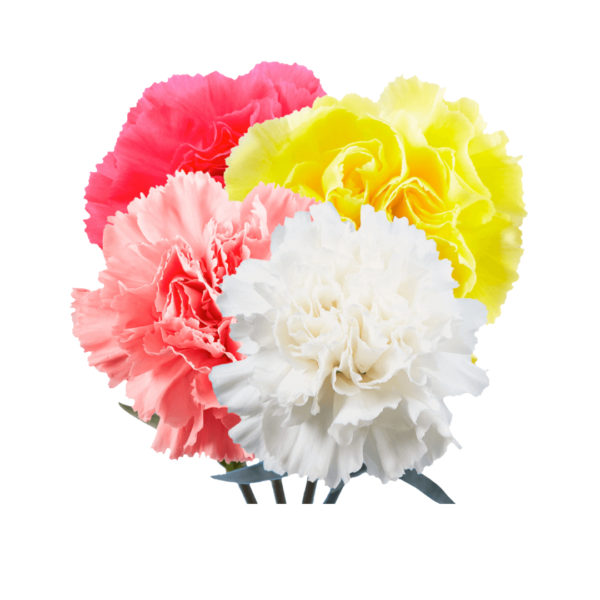 ASSORTED CARNATIONS