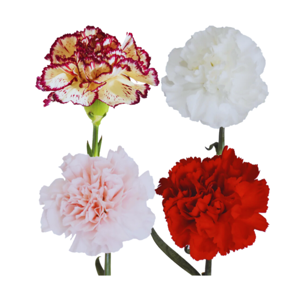 ASSORTED CARNATIONS - Image 2