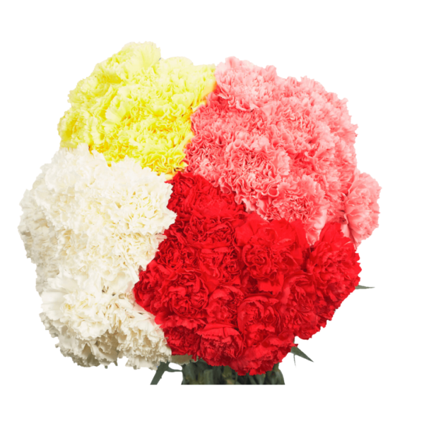 ASSORTED CARNATIONS - Image 4