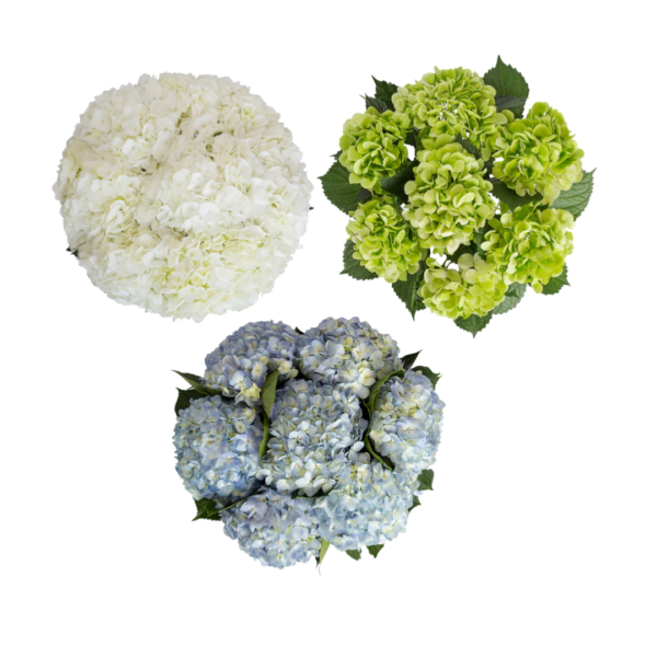 ASSORTED HYDRAGEAS