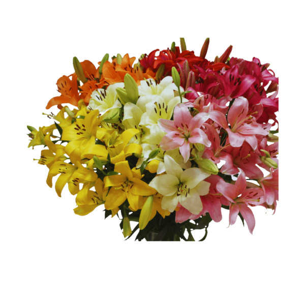 ASSORTED LILIES - Image 3
