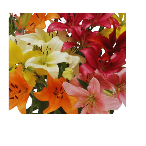 ASSORTED LILIES - Image 4