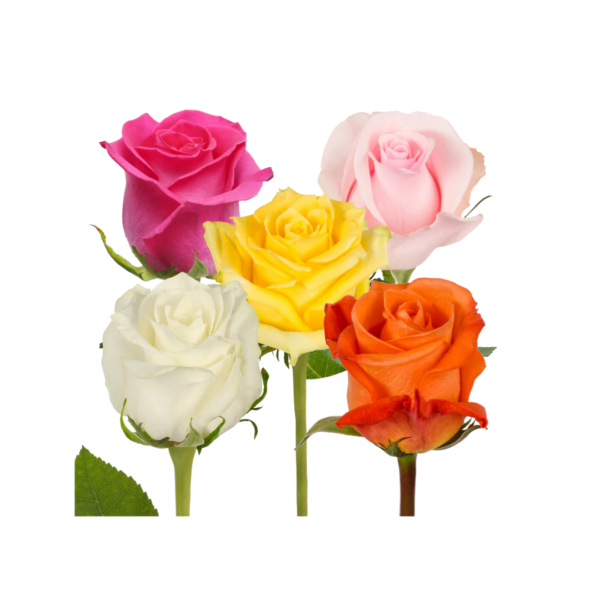 ASSORTED ROSES