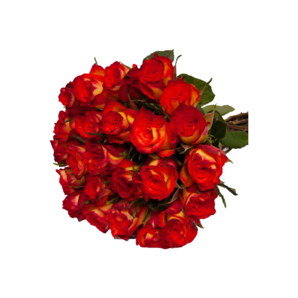 BICOLOR ROSES - Image 2