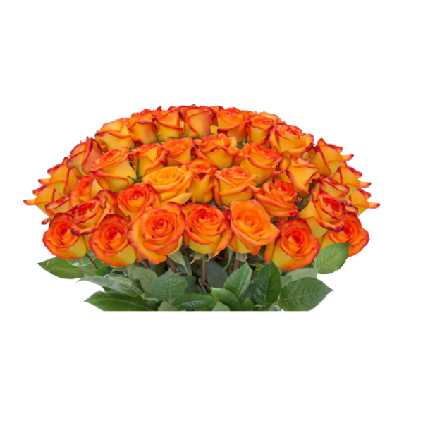 BICOLOR ROSES - Image 3