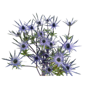 ERYNGIUM