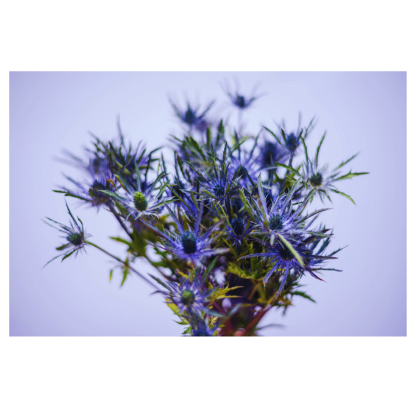 ERYNGIUM - Image 2
