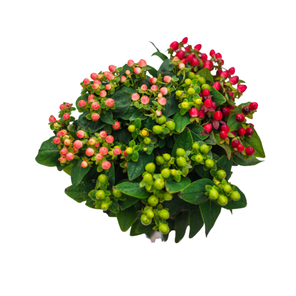HYPERICUM