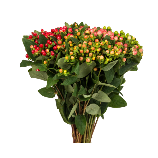HYPERICUM - Image 2