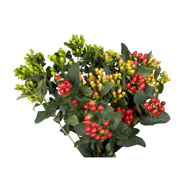 HYPERICUM - Image 3