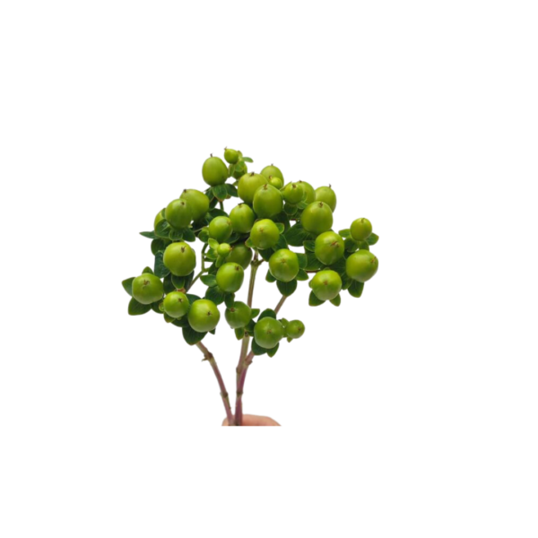 HYPERICUM - Image 4