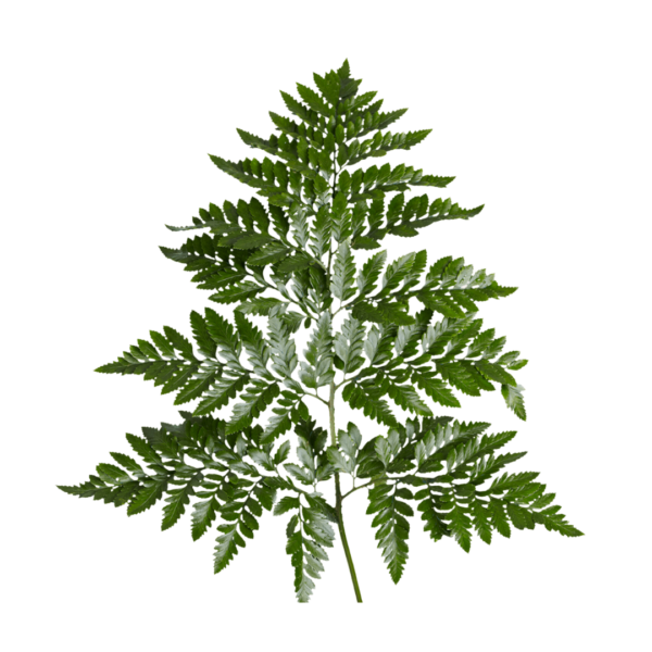 LEATHER LEAF - Image 2