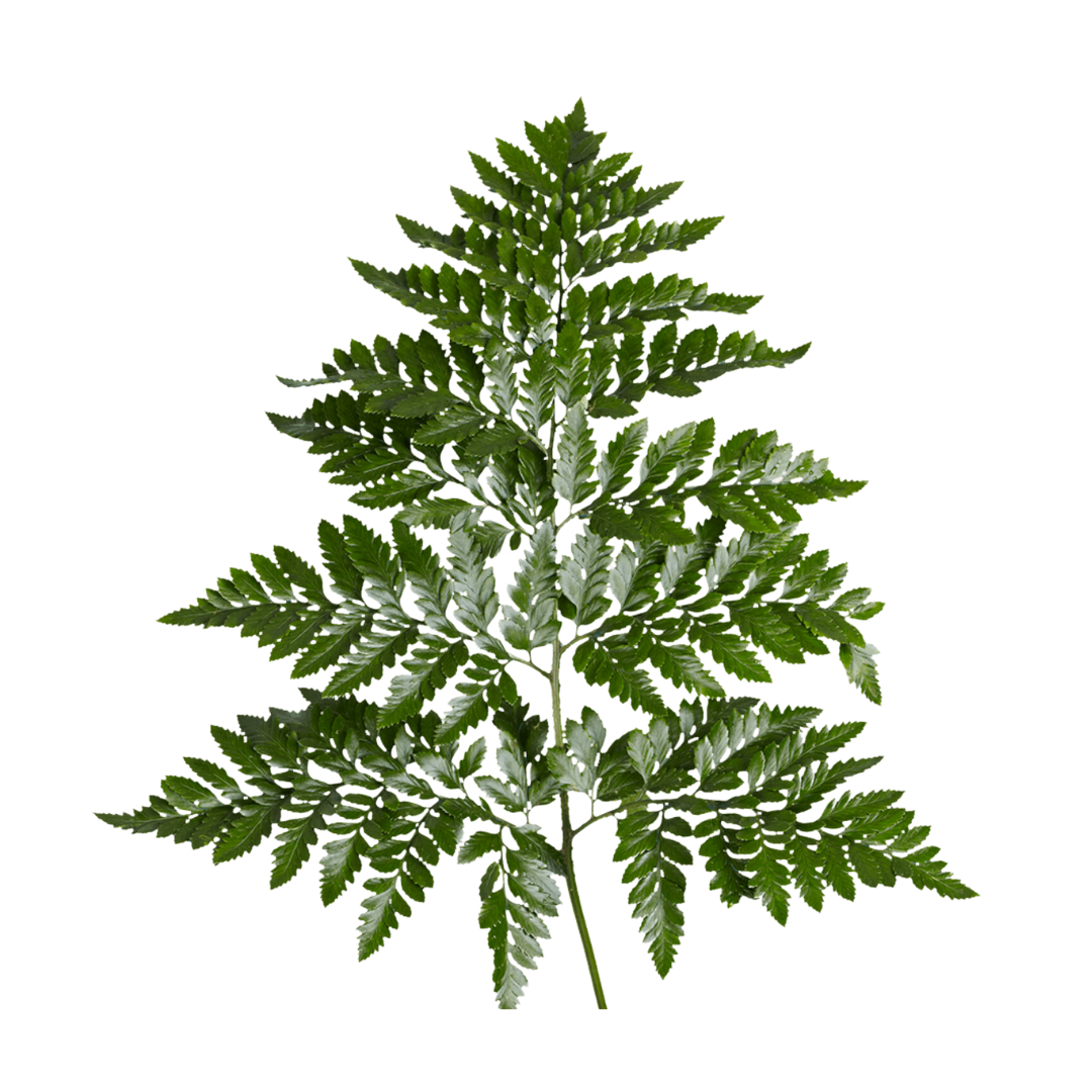 LEATHER LEAF - Image 2
