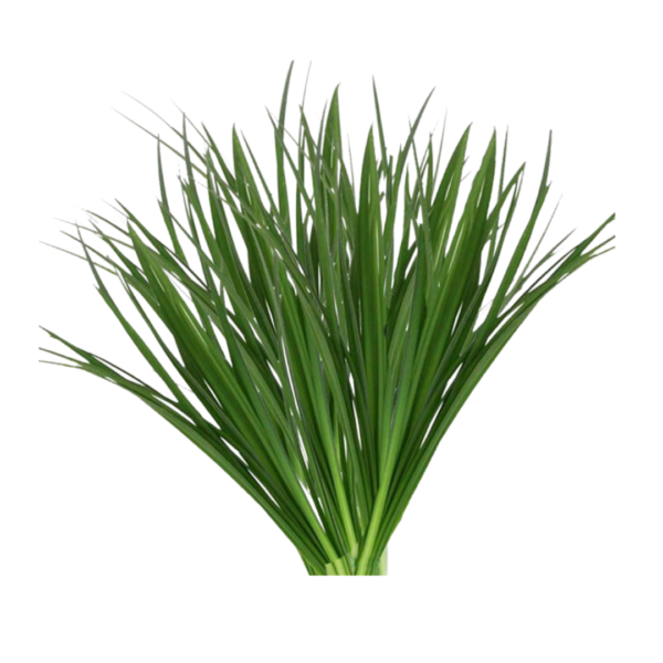 LILY GRASS