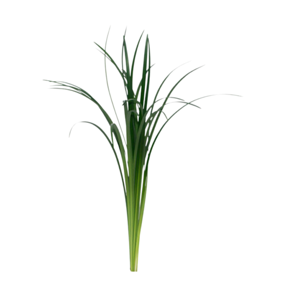 LILY GRASS - Image 2