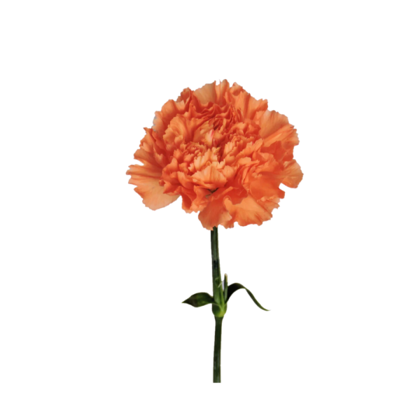 ORANGE CARNATIONS