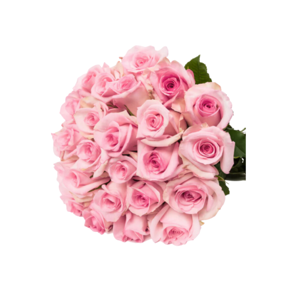 PINK ROSES - Image 2