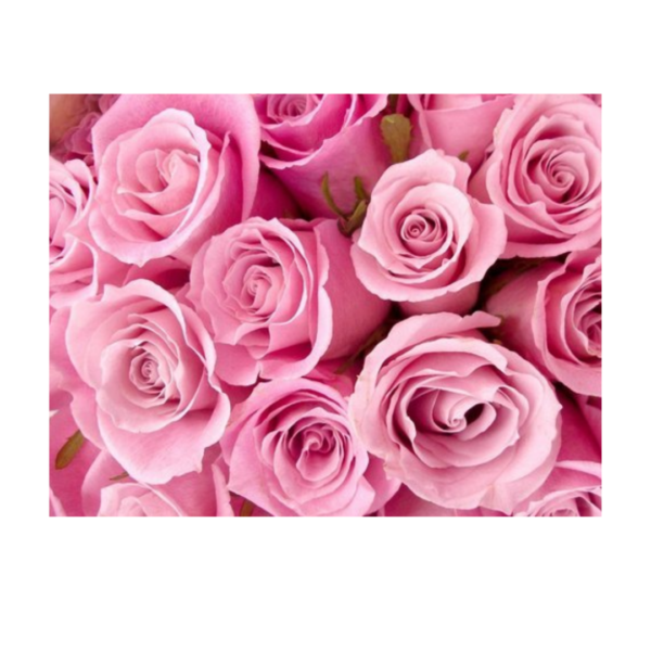 PINK ROSES - Image 3