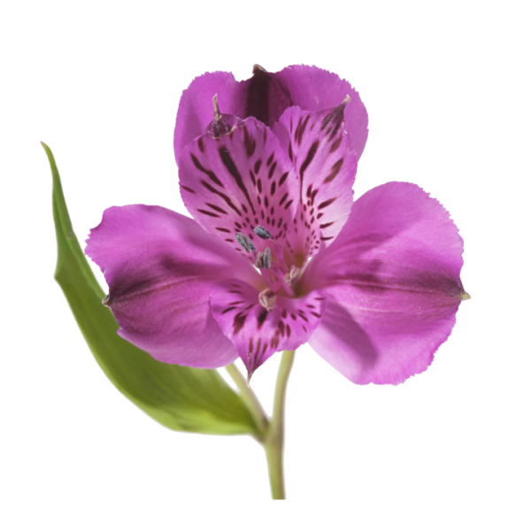 PURPLE ALSTROMERIA