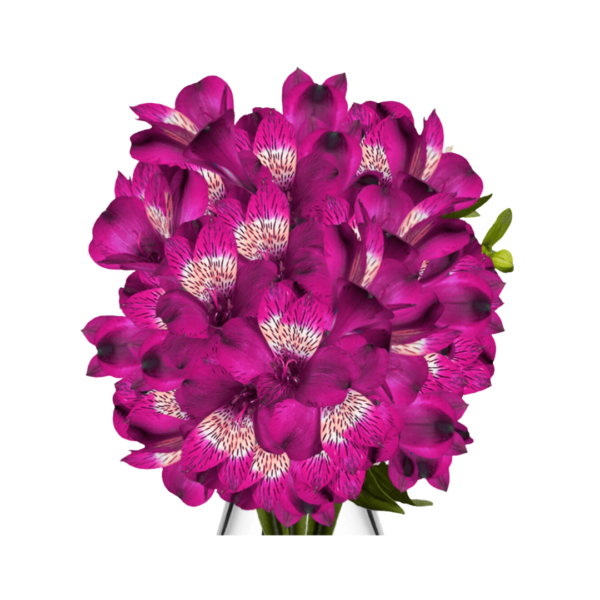 PURPLE ALSTROMERIA - Image 2