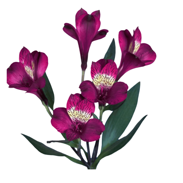 PURPLE ALSTROMERIA - Image 4