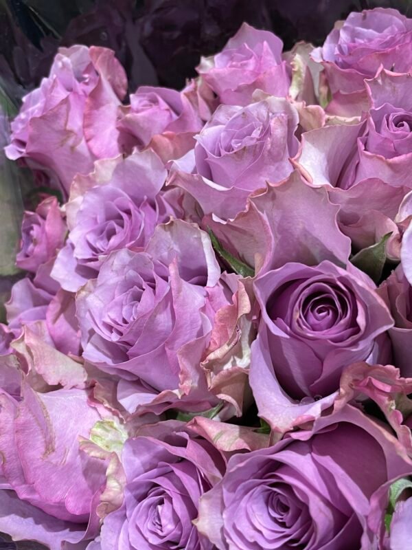 PURPLE ROSES - Image 3