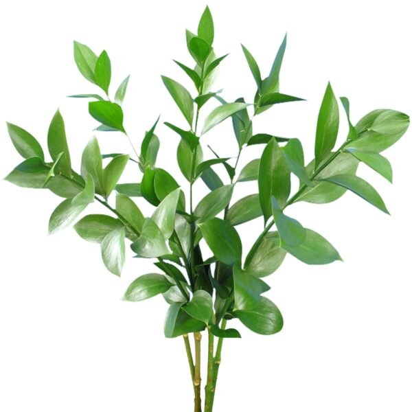RUSCUS - Image 2