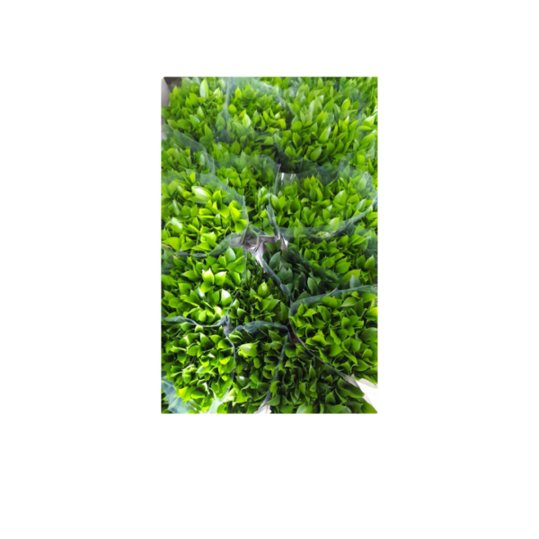 RUSCUS - Image 4