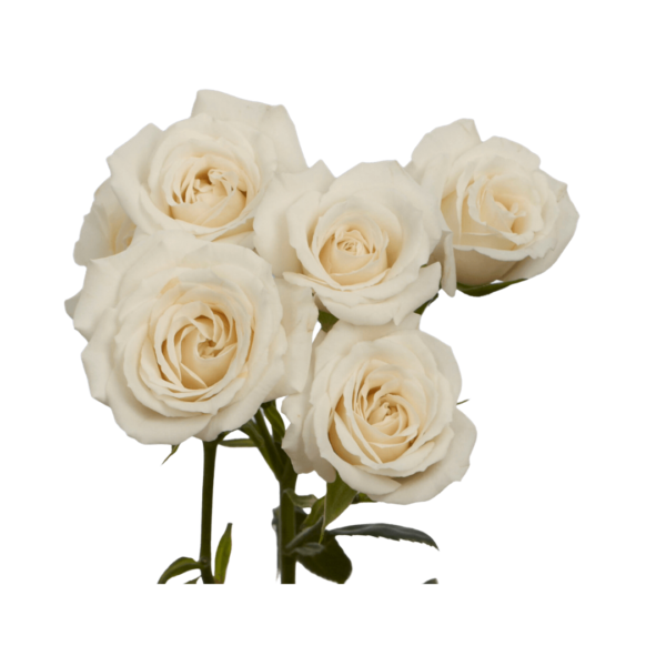 WHITE ROSES - Image 3