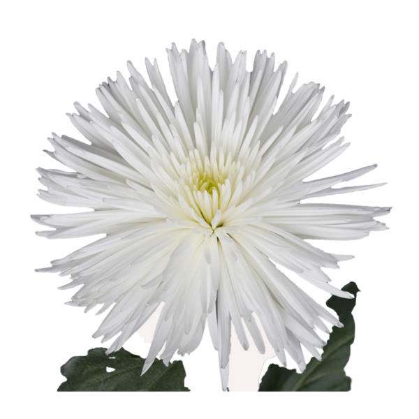 WHITE SPIDER CHRYSANTHEMUM