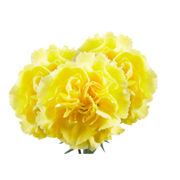 YELLOW CARNATIONS - Image 2