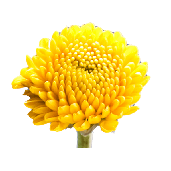 YELLOW CUSHION CHRYSANTHEMUM