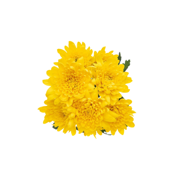 YELLOW CUSHION CHRYSANTHEMUM - Image 2