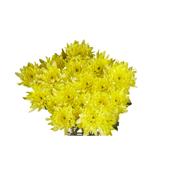 YELLOW CUSHION CHRYSANTHEMUM - Image 3
