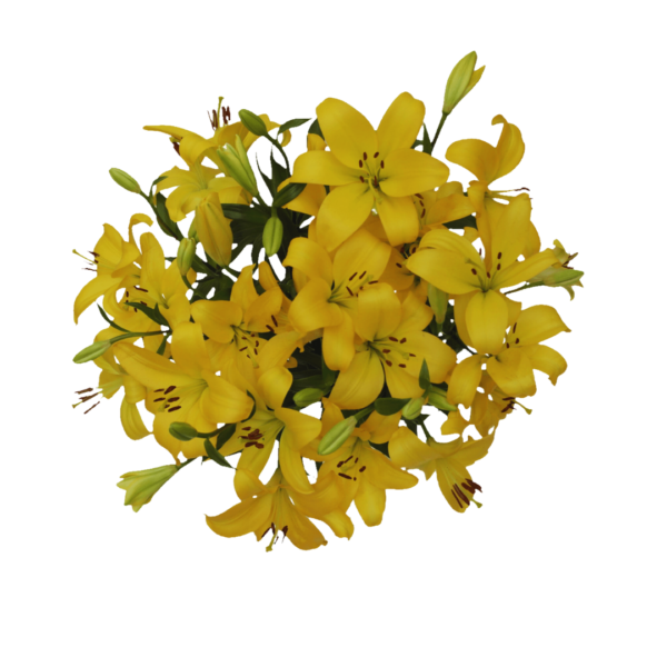 YELLOW LILIES - Image 2