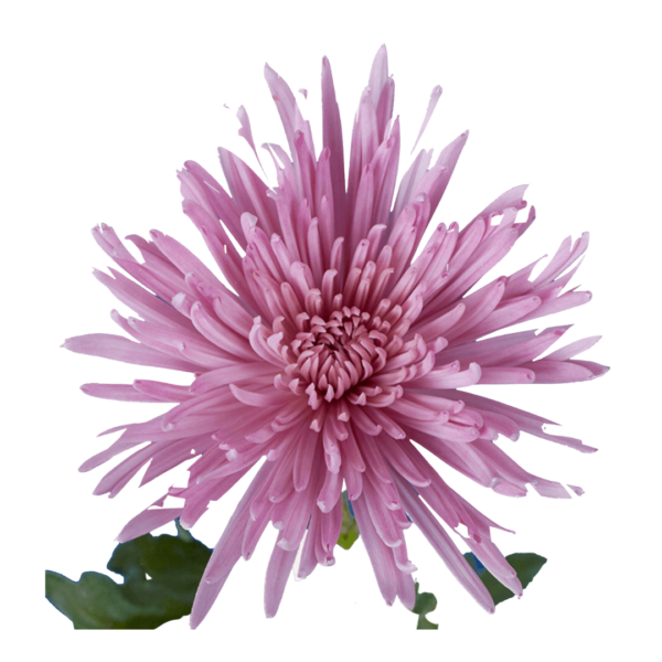 LAVANDER SPIDER CHRYSANTHEMUM