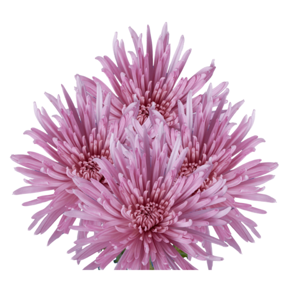 LAVANDER SPIDER CHRYSANTHEMUM - Image 2