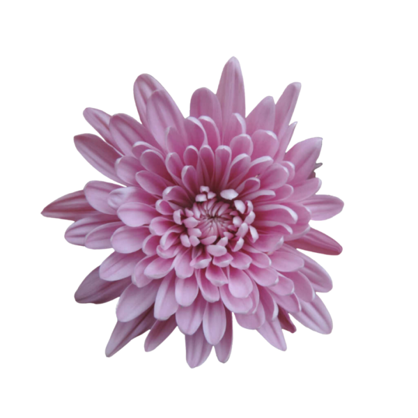 PINK DAISY CHRYSANTHEMUM
