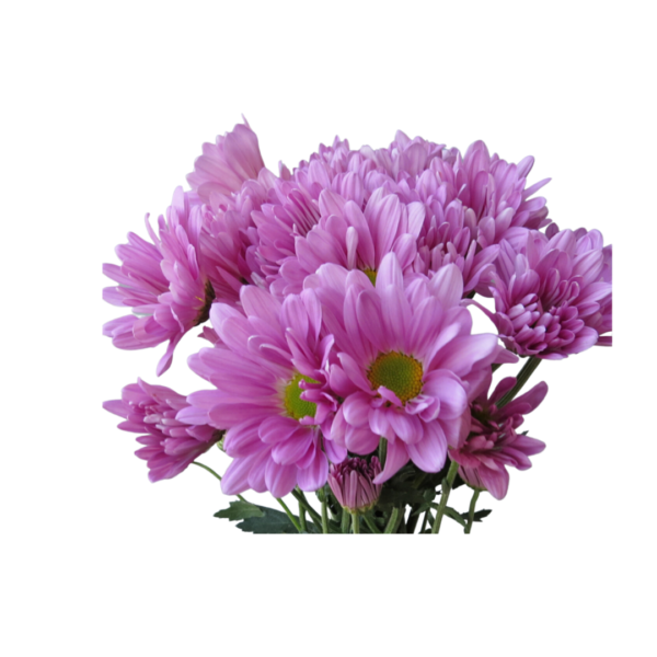 PINK DAISY CHRYSANTHEMUM - Image 2
