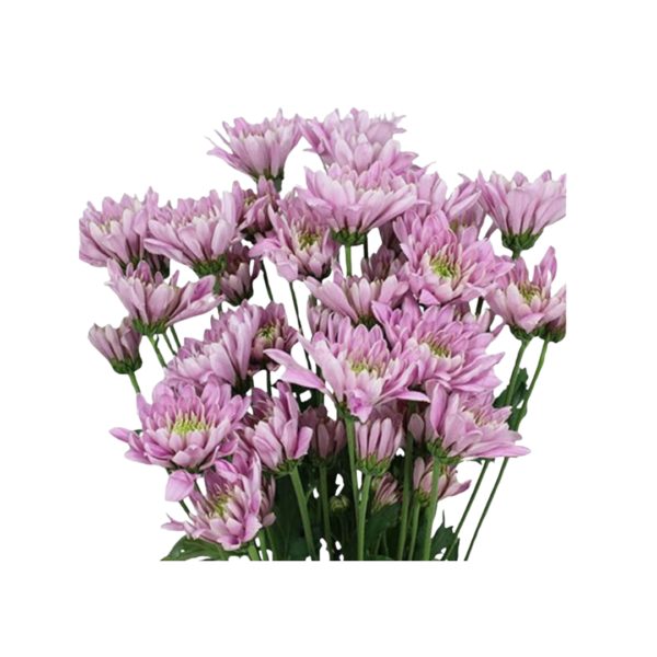 PINK DAISY CHRYSANTHEMUM - Image 3