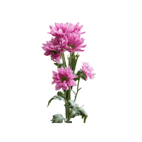 PINK DAISY CHRYSANTHEMUM - Image 4