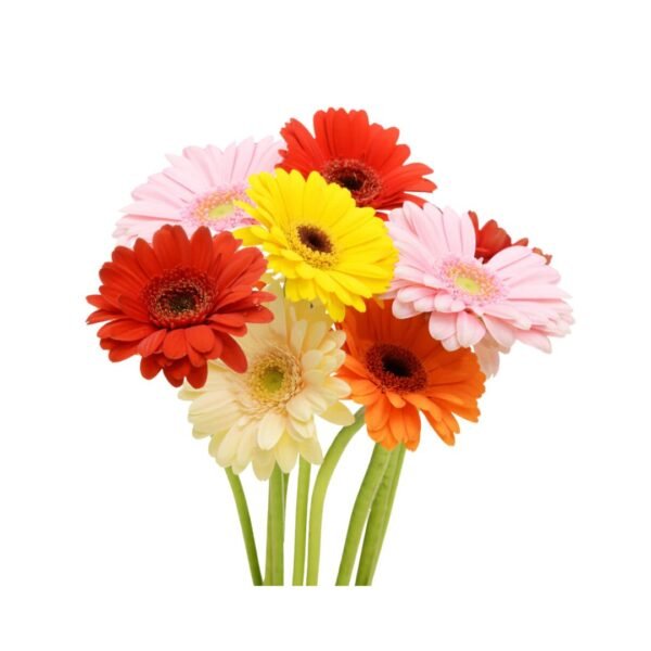 ASSORTED GERBERA