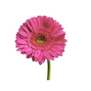 HOT PINK GERBERA