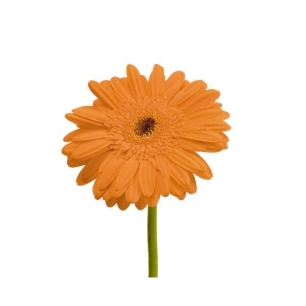 ORANGE GERBERA