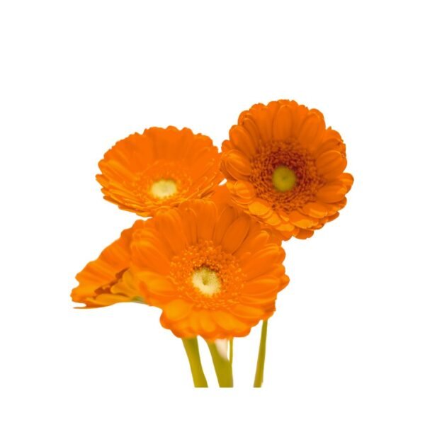 ORANGE GERBERA - Image 2